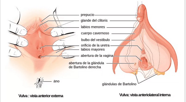 clitoris partes