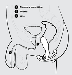 como-poner-estimulador-prostata